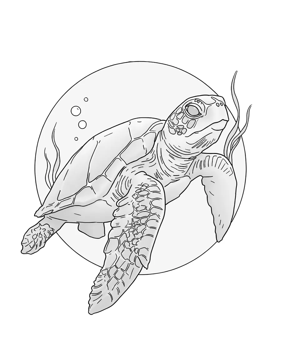 Sea turtle as printed in the book: a line drawing with a light gray shading guide