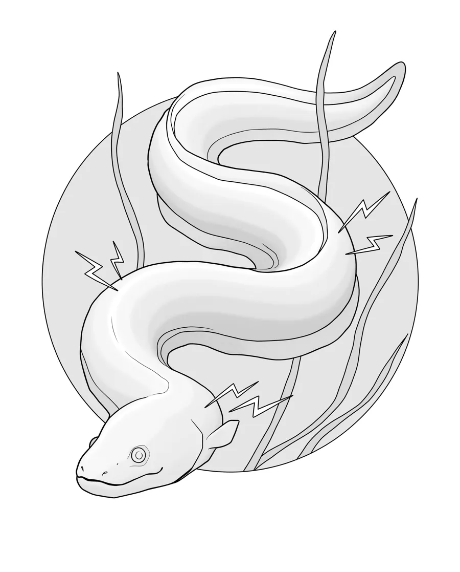 Electric eel as printed in the book: a line drawing with a light gray shading guide
