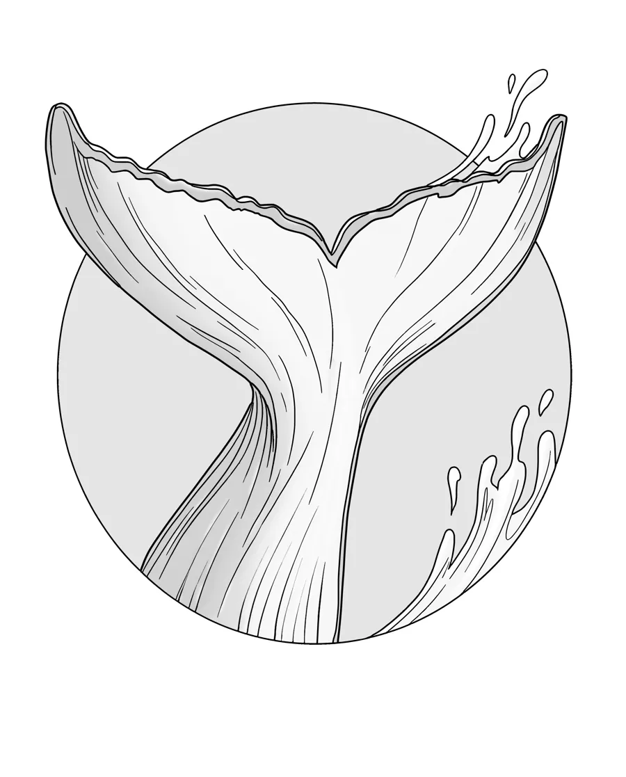 Humpback fluke as printed in the book: a line drawing with a light gray shading guide