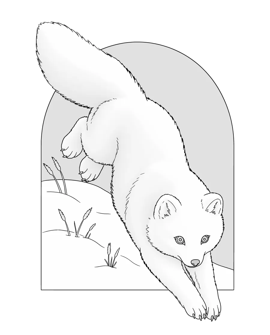 Arctic fox as printed in the book: a line drawing with a light gray shading guide
