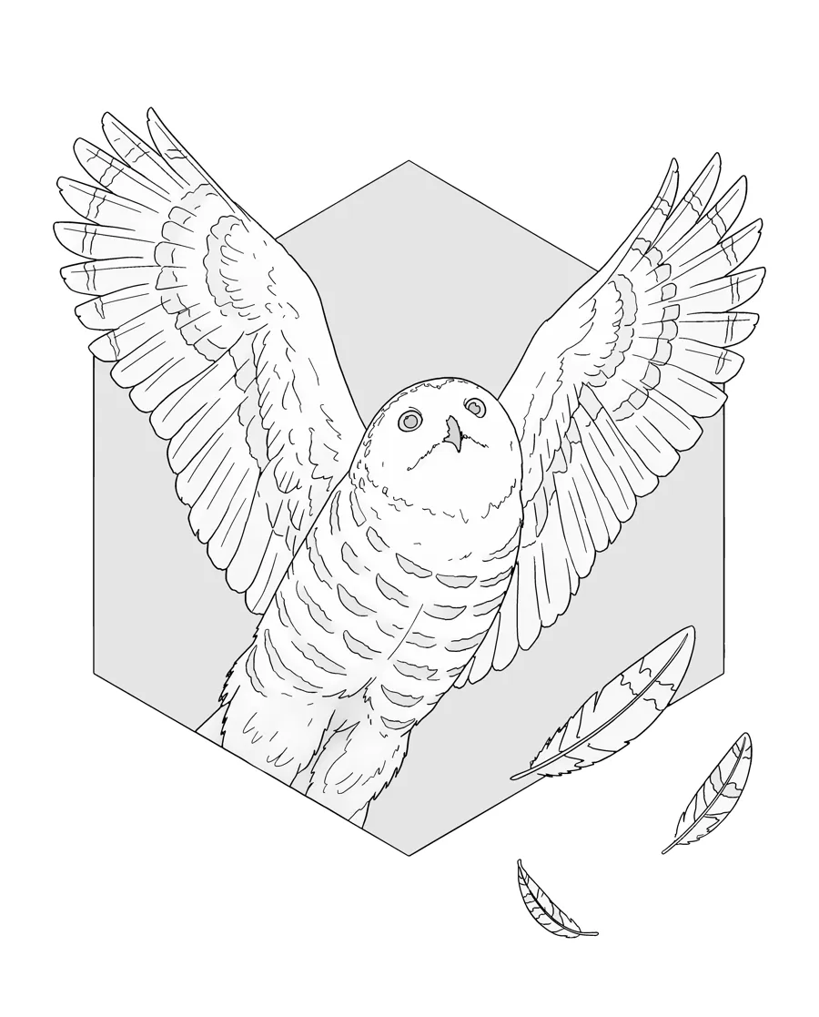 Snowy owl as printed in the book: a line drawing with a light gray shading guide