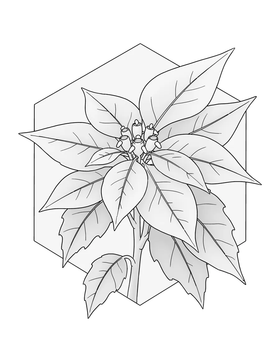 Poinsettia as printed in the book: a line drawing with a light gray shading guide