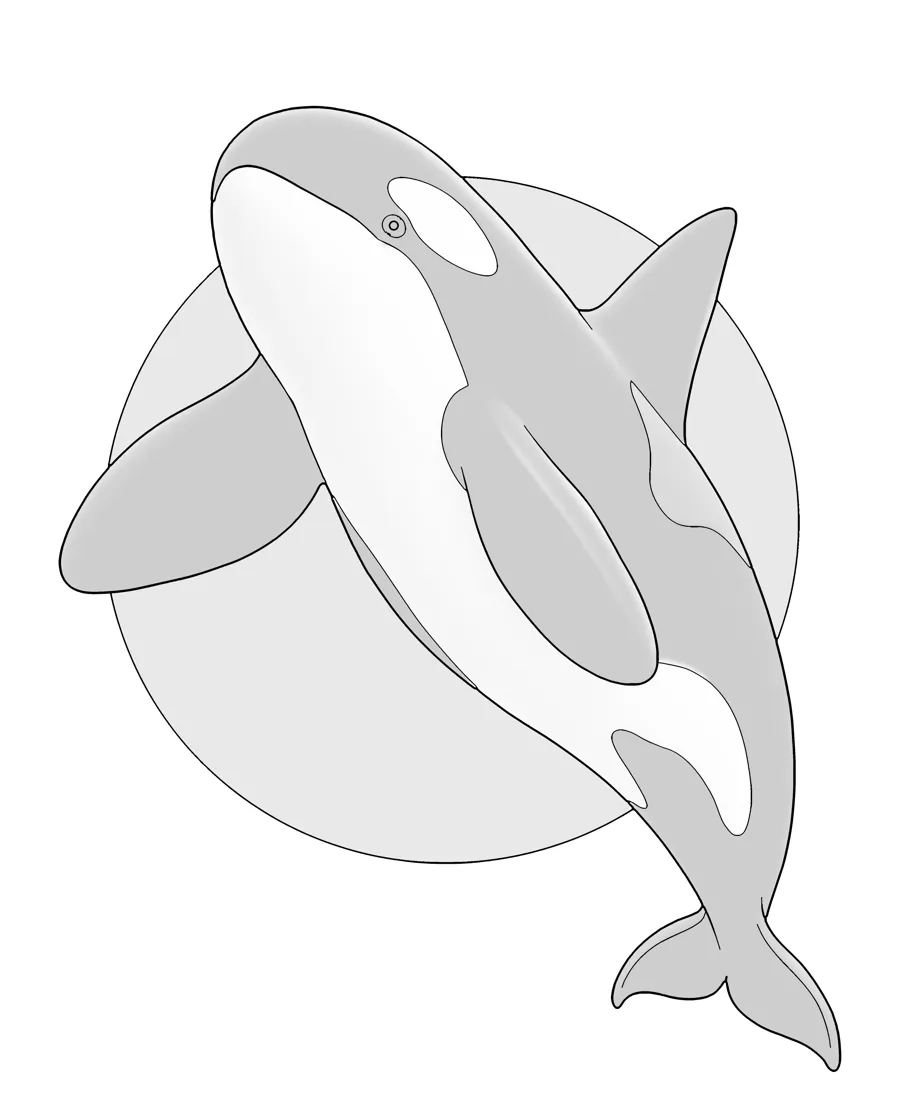 Orca as printed in the book: a line drawing with a light gray shading guide