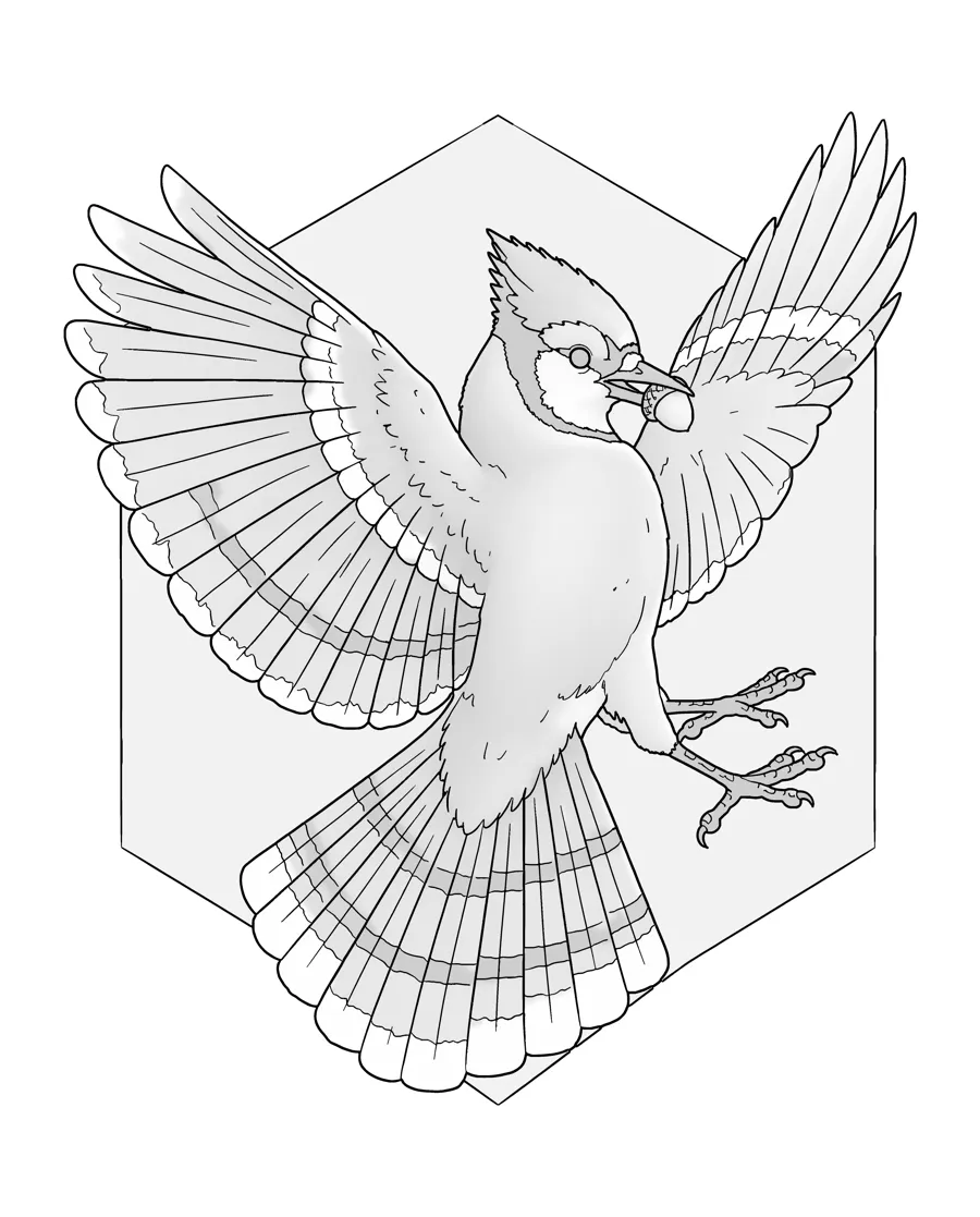 Blue jay as printed in the book: a line drawing with a light gray shading guide