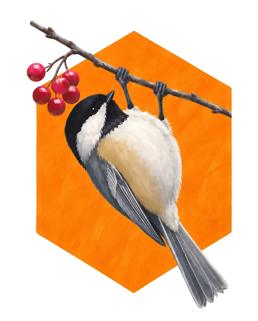 Black-capped chickadee color reference from Quiet Winter
