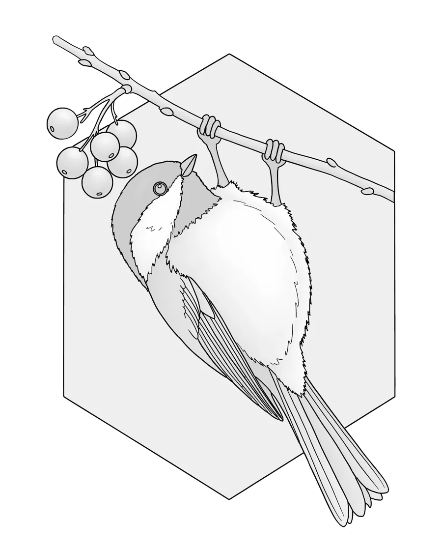 Black-capped chickadee as printed in the book: a line drawing with a light gray shading guide
