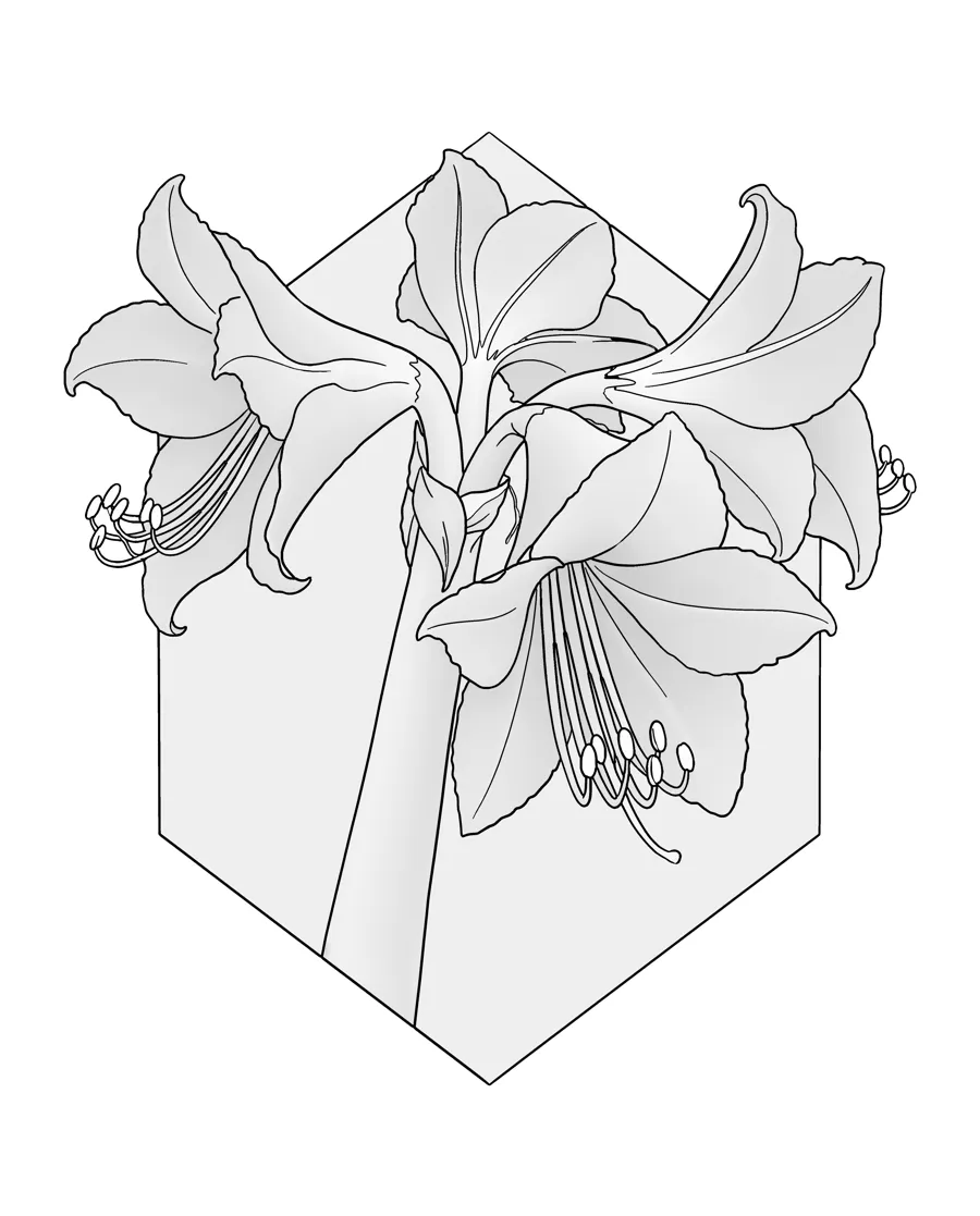 Amaryllis as printed in the book: a line drawing with a light gray shading guide
