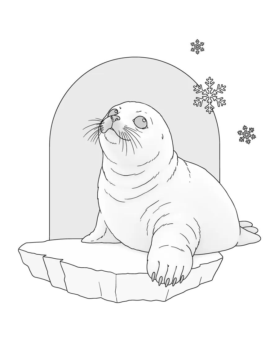 Harp seal pup as printed in the book: a line drawing with a light gray shading guide