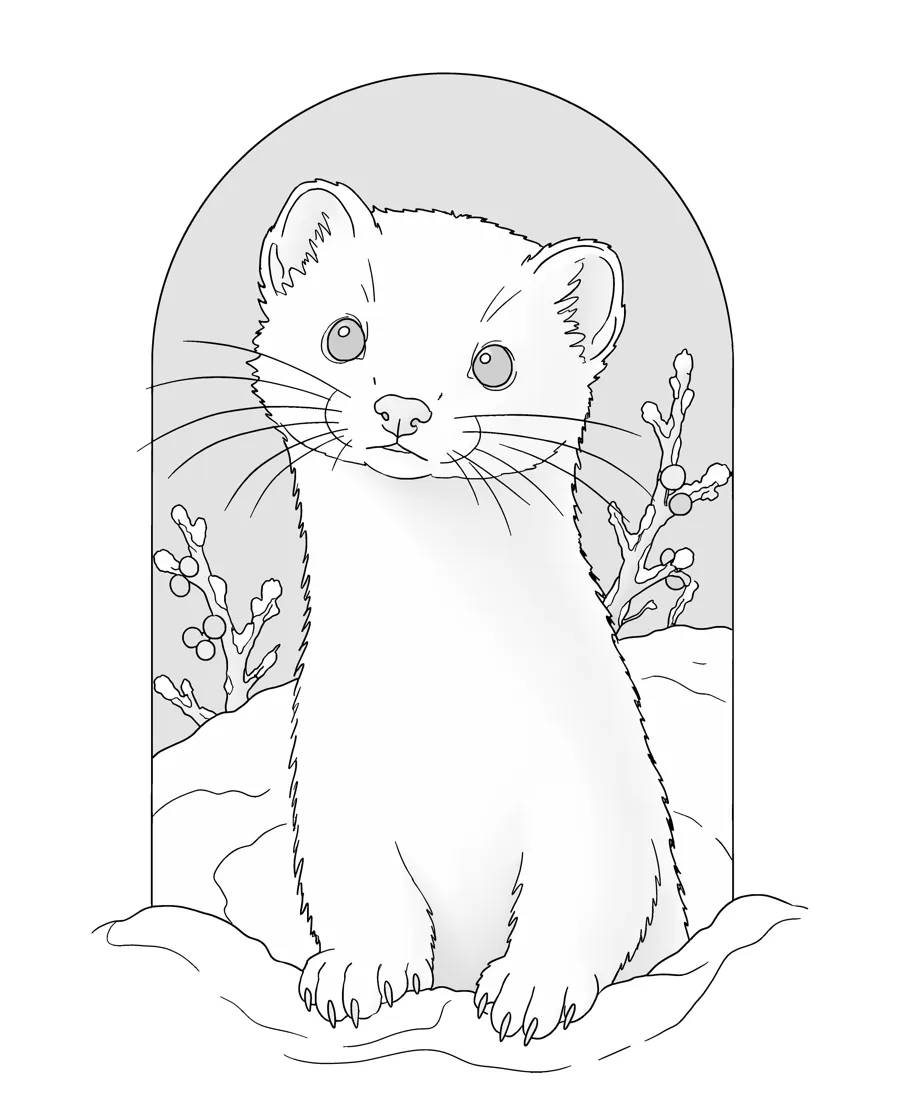 Ermine as printed in the book: a line drawing with a light gray shading guide