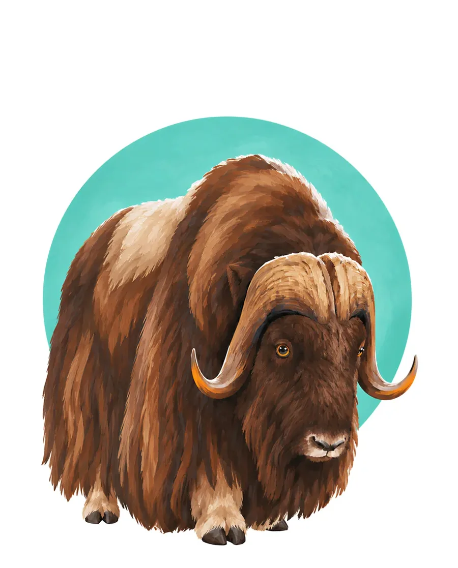 Musk ox color reference from Quiet Winter