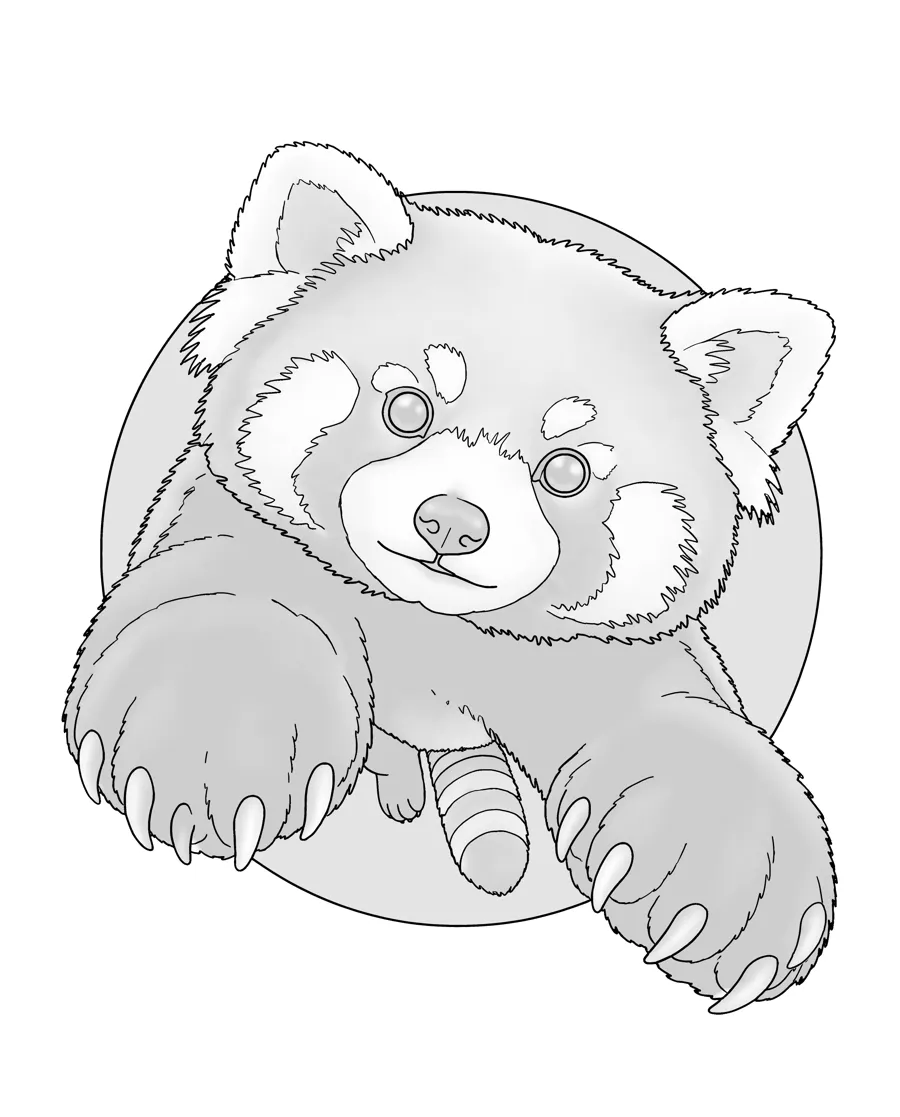 Red panda as printed in the book: a line drawing with a light gray shading guide